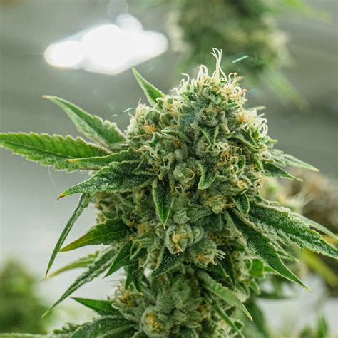 Best Cannabis Indica Strains - Our Cultivars - THC Design