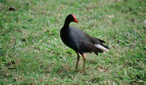 Moorhen - Animal Corner