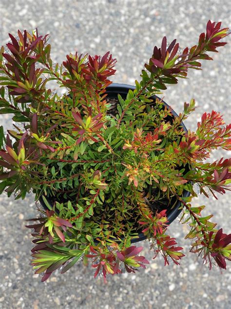 Leucadendron salignum 'Winter Red' | Native Sons Wholesale Nursery