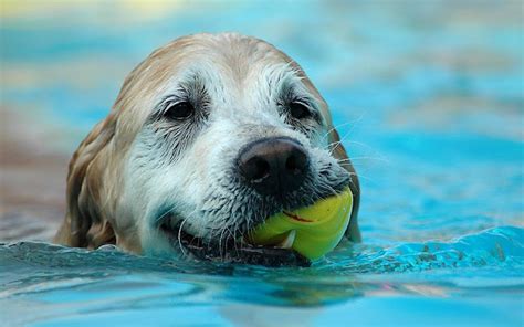 Wallpapersity: Picture of dog with ball in water