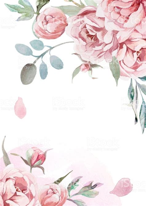 watercolor light pink, rose peonies with gray grass on white ...