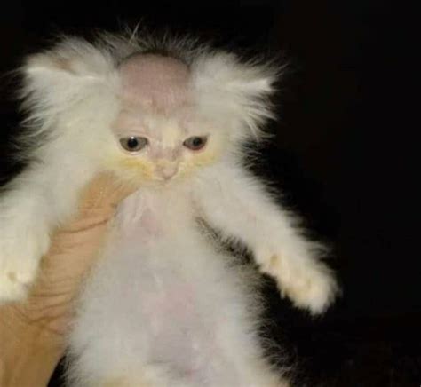 Cursed cat : r/Cursed_Images