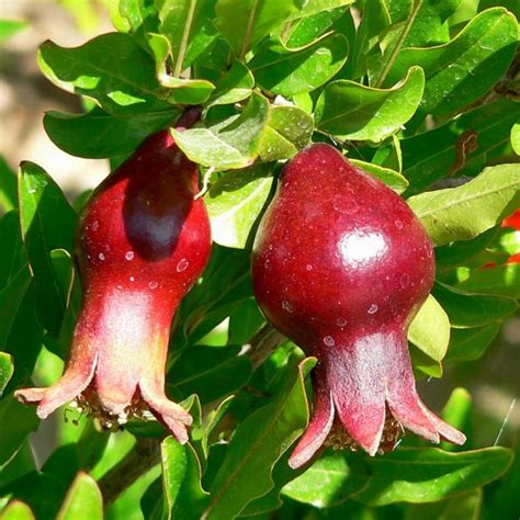 Dwarf Pomegranate | Star Nursery Garden and Rock Centers