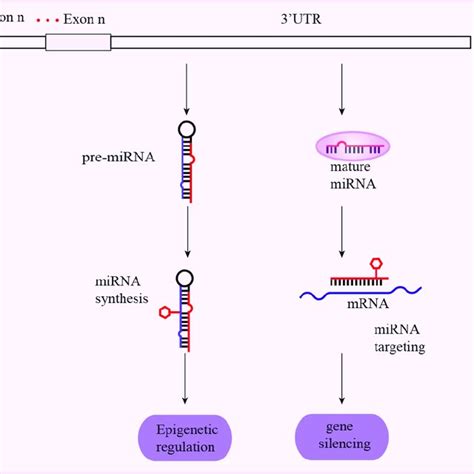 Schematic representation of mechanisms associated with intronal SNPs... | Download Scientific ...