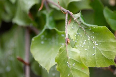 Understanding Mealybugs | Kellogg Garden Organics™