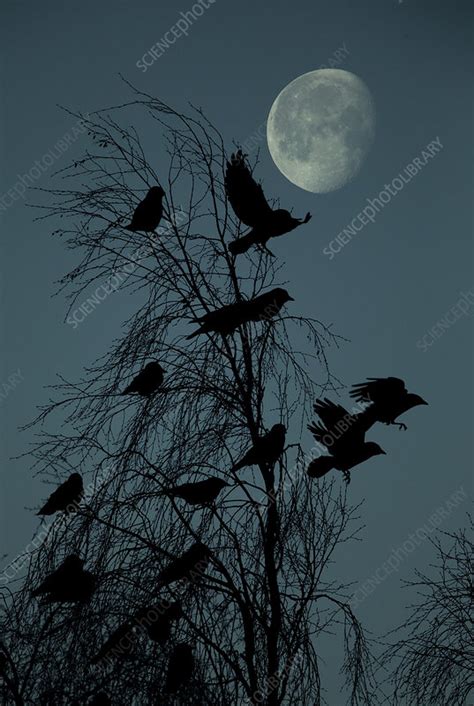 Jackdaw flock roosting night with moon, UK, December - Stock Image - C041/3345 - Science Photo ...