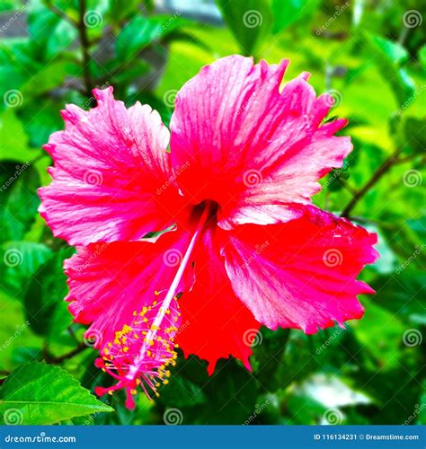 Gumamela Flower Stock Images - 70 Photos