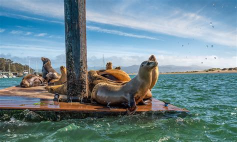 The 12 Best Hotels in Morro Bay, California – Wandering Wheatleys