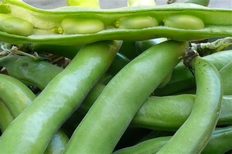 Fava Beans | Recipes from Nash's Organic Produce