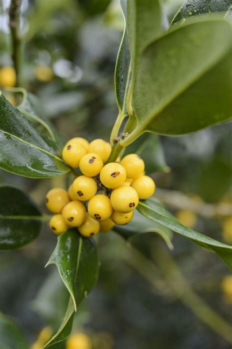 6 of the best holly varieties | Evergreen shrubs, Holly, Foliage