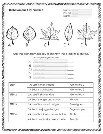 Dichotomous key tree worksheet Interactive Worksheet – Edform