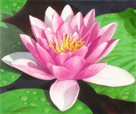 Lily Pad Flower Drawing at PaintingValley.com | Explore collection of Lily Pad Flower Drawing ...