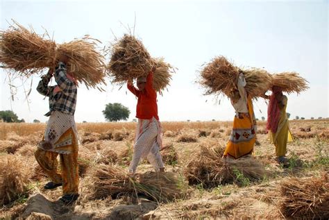 India wheat harvest could hit record on higher planting area, favourable weather | Reuters