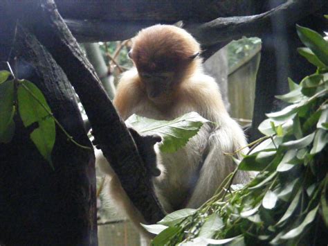 Baby Proboscis Monkey 1 by neurotic-chance on DeviantArt