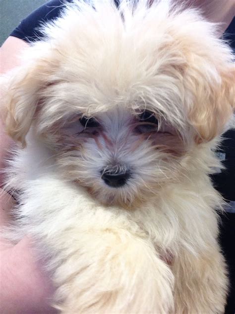 Havanese Mix Puppies / Havanese poodle mix, Havapoo | What kind of dog ...