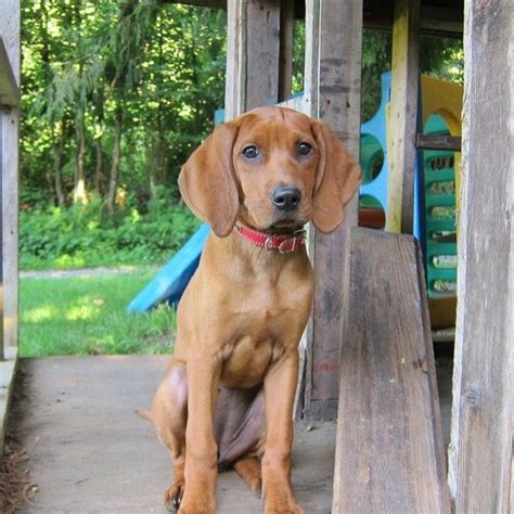 Beagle Coonhound Mix