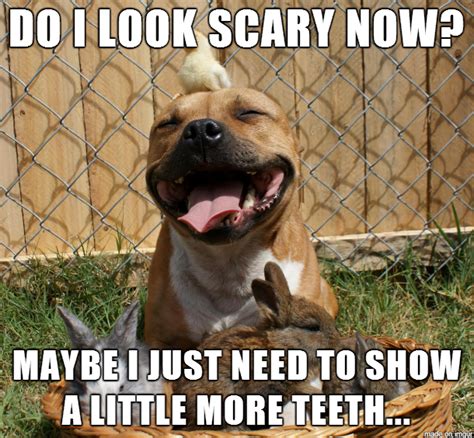 15 Funny Pit Bull Memes To Make Your Day - Page 3 of 5 - BuzzSharer.com