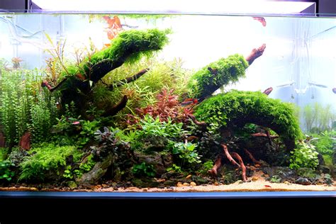 5461 best Gallon Tank images on Pholder | Aquariums, Planted Tank and ...