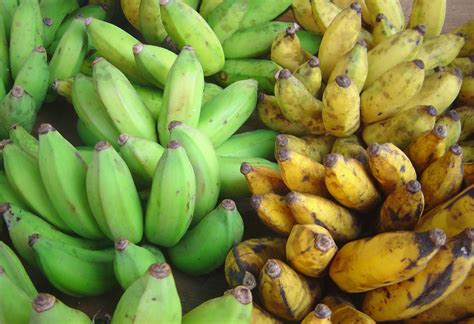 Plantain vs Banana? Which one is better? – Food and Remedy