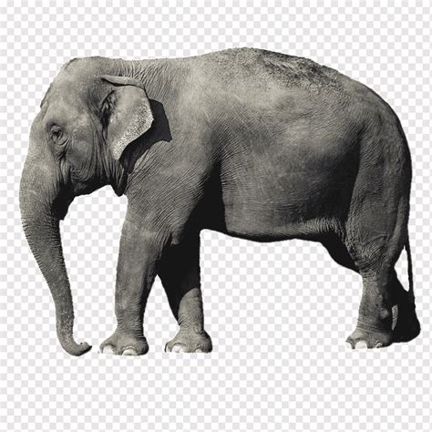 Indian Elephant, African Elephant, Borneo Elephant, Pygmy Elephant ...