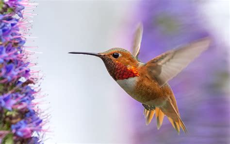 Hummingbird flying, wings, flowers wallpaper | animals | Wallpaper Better