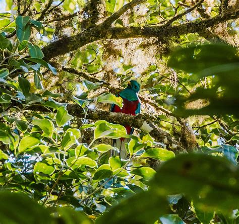 Monteverde Cloud Forest Biological Reserve: A New Perspective | The ...