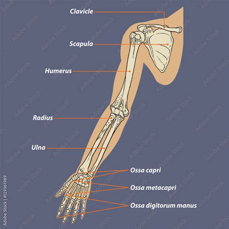 Human Arm Skeletal Anatomy Vector Stock Vector | Adobe Stock