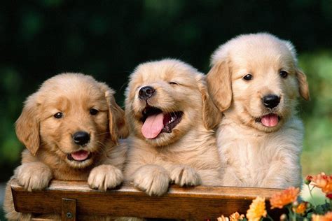 Puppy HD Wallpapers - Wallpaper Cave