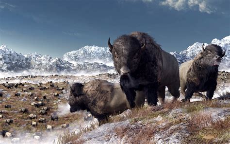 Bison Wallpaper - WallpaperSafari