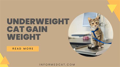 How to Help an Underweight Cat Gain Weight - informedcat.com