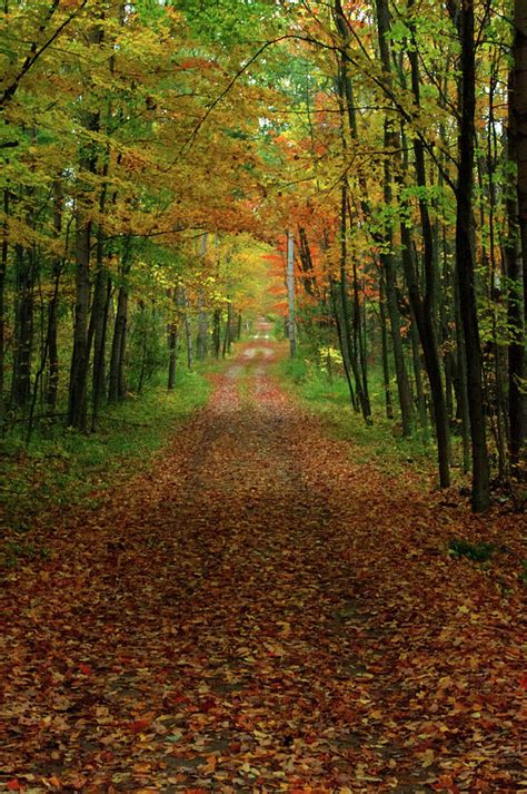 Autumn leaves in Canada Photograph by Ramiro Quiros - Fine Art America