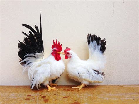 Black Tailed White Japanese Bantam Chicks | Cackle Hatchery