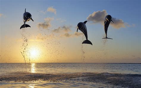 Dolphins jumping in sea at sunset - Mystery Wallpaper