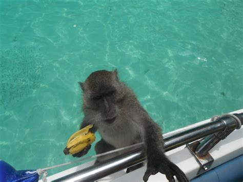 Monkey Island, Thailand. | Monkey island, Thailand, Animals