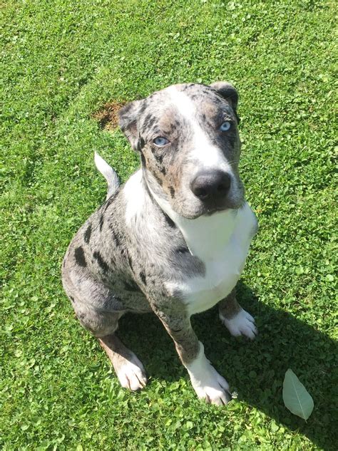 Pin by Dexter on Catahoula Leopard Dog , blue merle | Catahoula leopard ...