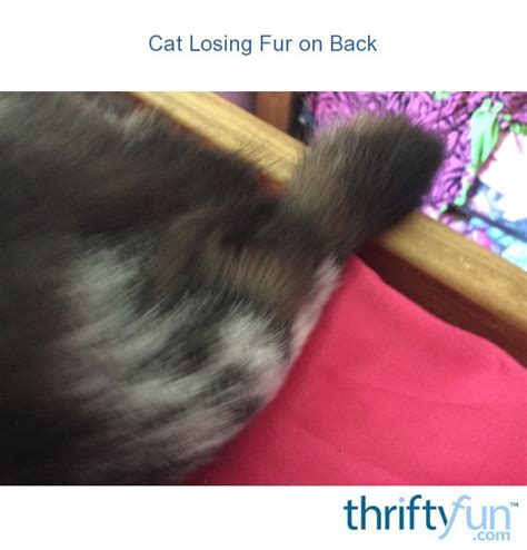 Cat Losing Fur on Back | ThriftyFun