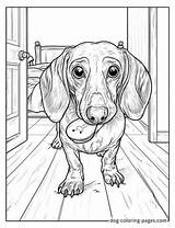 Dachshund Coloring Pages – 46 Free Printable Fun For Wiener Dog Lovers sketch template