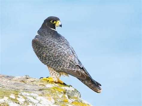 Peregrine Falcon | Celebrate Urban Birds