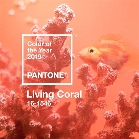 Pantone colour of the year 2019 - Living Coral. Not sure we're a huge fan of this colour but it ...