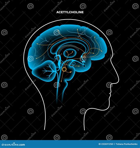 Acetylcholine Cholinergic Pathway Cartoon Vector | CartoonDealer.com #232935909