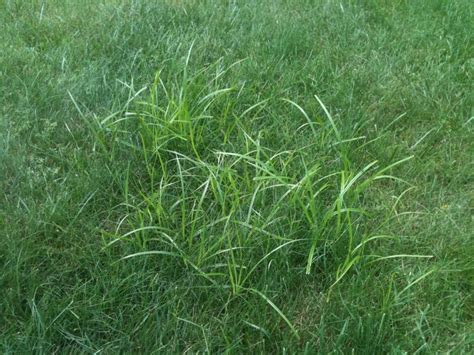 How To Remove Nutgrass From Your Lawn - Turfco