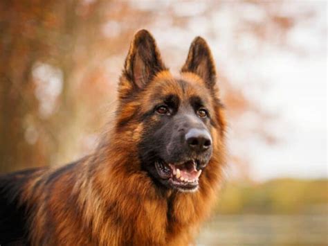 What Is A Long-Haired German Shepherd? (Breed Basics 101)