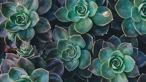 Image result for succulents hd Macbook Desktop Backgrounds, Laptop Wallpaper Desktop Wallpapers ...