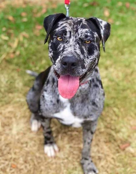 Chicka - Large Female Mastiff x American Staffordshire Bull Terrier Mix ...