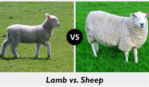 20 Honest Difference between Lamb and Sheep with Table - Core Differences