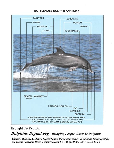 Illustrated Dolphin Anatomy