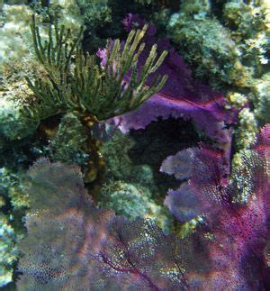 Ambergris Caye Snorkeling - Close Access To The Barrier Reef ...