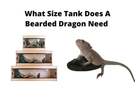 What Size Tank Does A Bearded Dragon Need | All You Need To Know - Blogtion