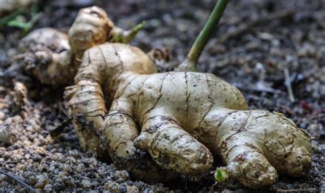 Harvesting Ginger Root: Tips On How And When To Pick Ginger