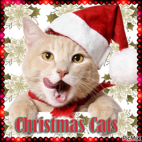 Christmas Cats Pictures, Photos, and Images for Facebook, Tumblr, Pinterest, and Twitter